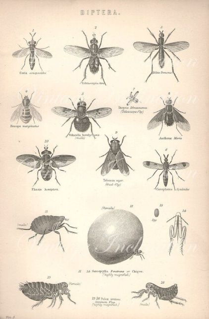 diptera--botanical-drawings-vivarium